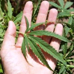 Una pianta di marijuana 