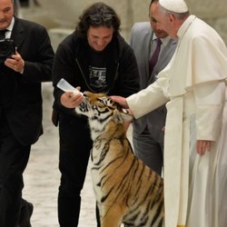 Papa francesco mentre accarezza il cucciolo di tigre 