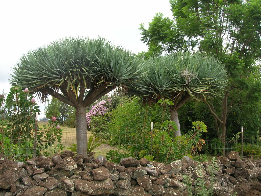 Due alberi a Teneriffe 