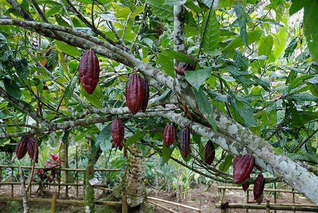 Pianta di cacao 