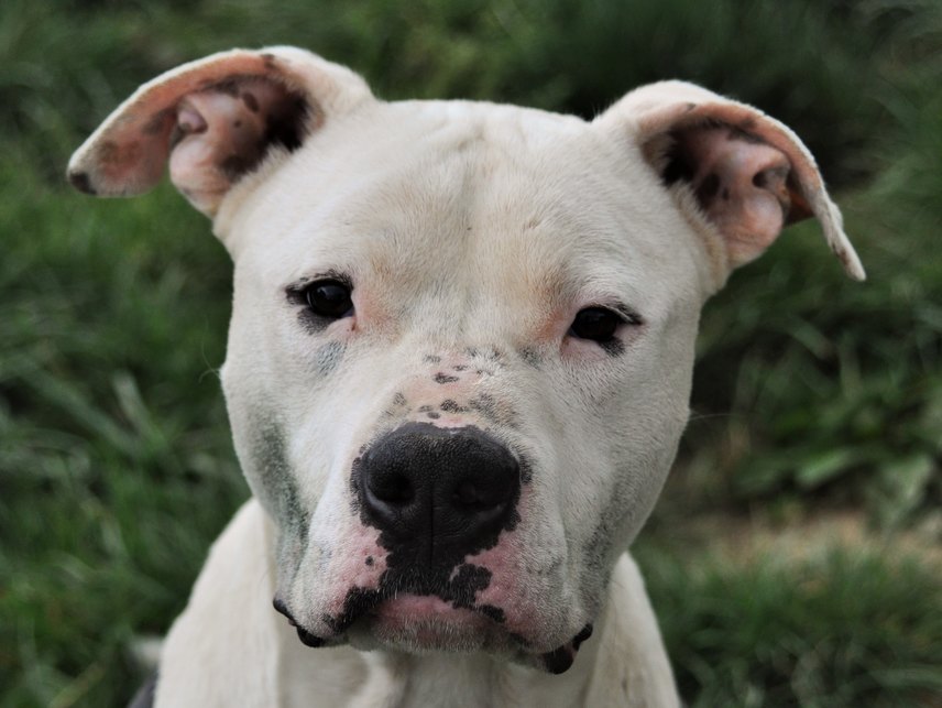 Dolcissimo amstaff in cerca di casa 
