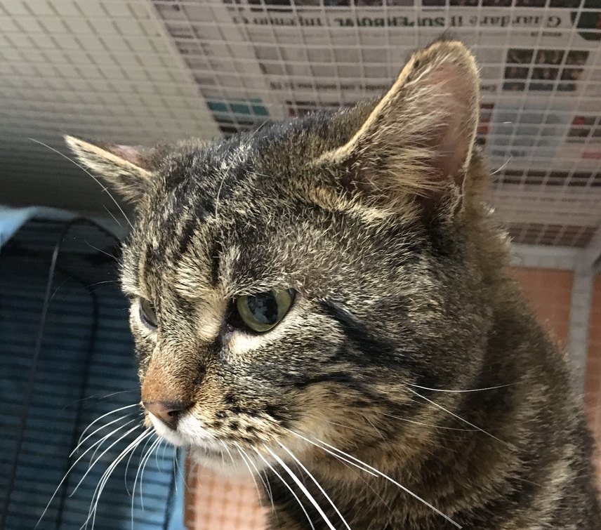 Achille dolce gattone in cerca di casa 