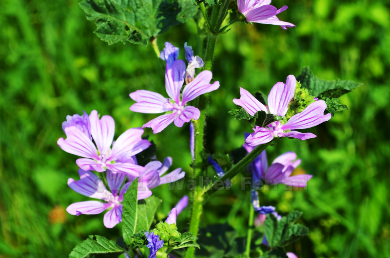 Malva 