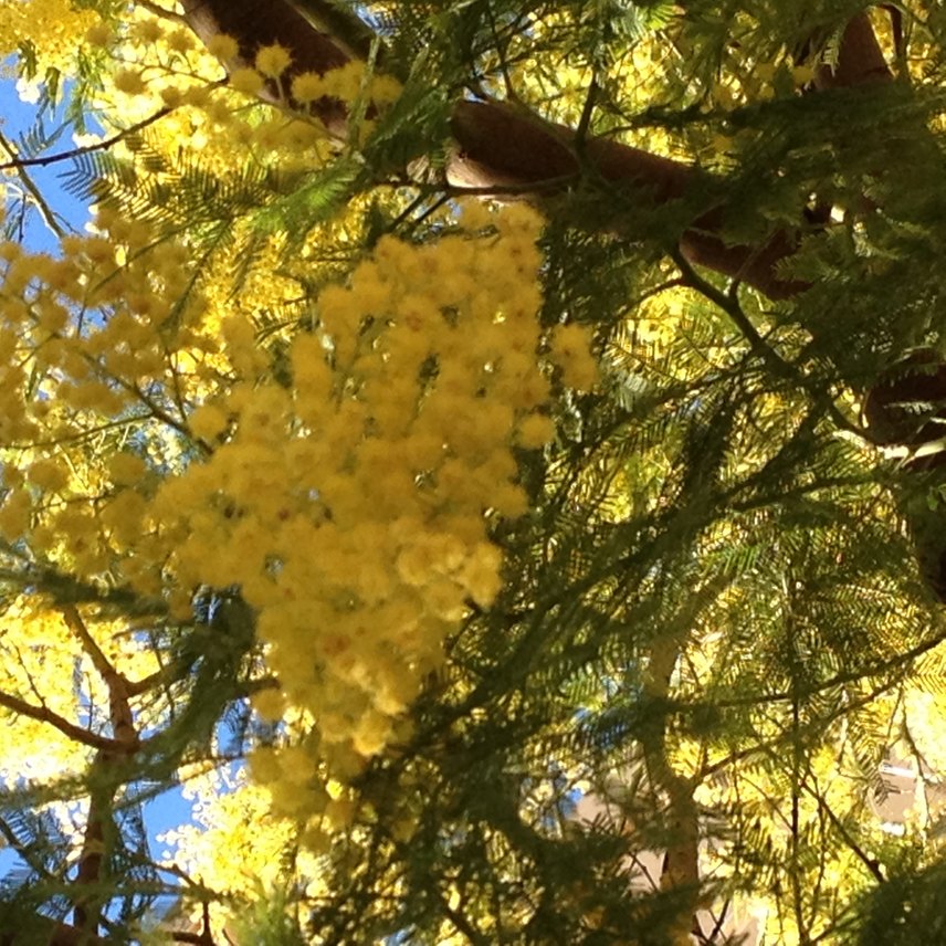 Mimosa 