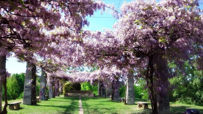 I maestosi glicini al Parco Nord di Milano 
