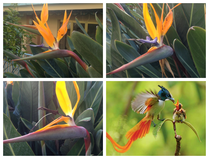 Strelitzie reginae, piante sempreverdi perenni che fanno parte del genere Strelitzia 