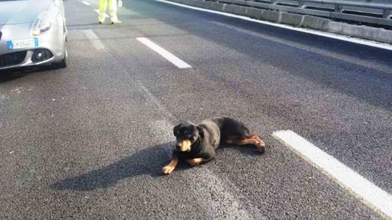 Un cane abbandonato in autostrada 