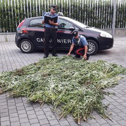 Carabinieri che estirpano una piantagione di droga 