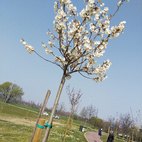 Un albero in fiore a San Bovio