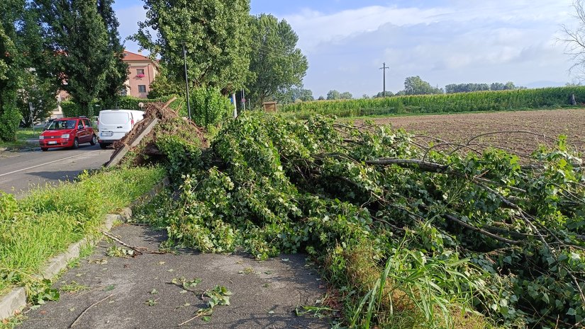 Peschiera Borromeo, albero caduto in via Galvani 