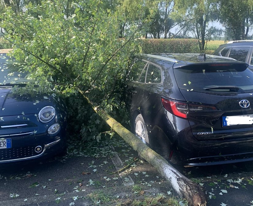 Peschiera Borromeo, viale Umbria 54, albero caduto sulle auto parcheggiate 