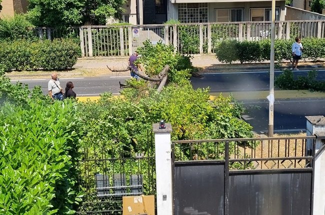 L'albero crollato sulla strada