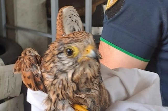 Il piccolo rapace salvato dalla Polizia Locale di Mediglia