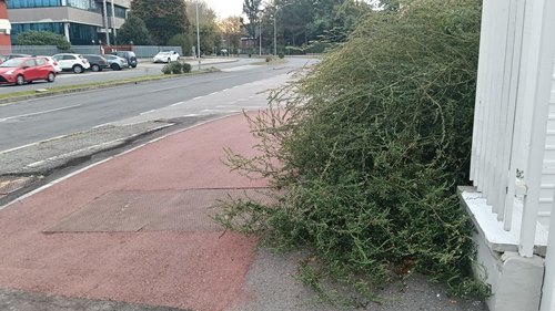 Viale Primo Maggio, la pista ciclo-pedonale invasa dalla vegetazione