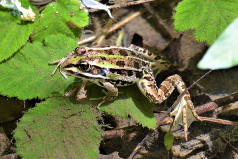 La rana verde