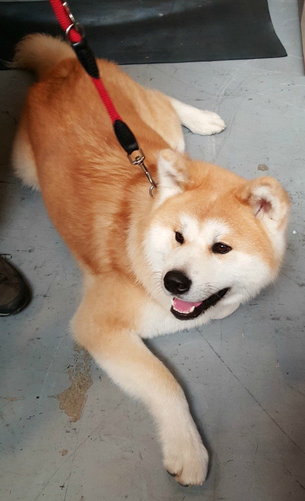 Akita