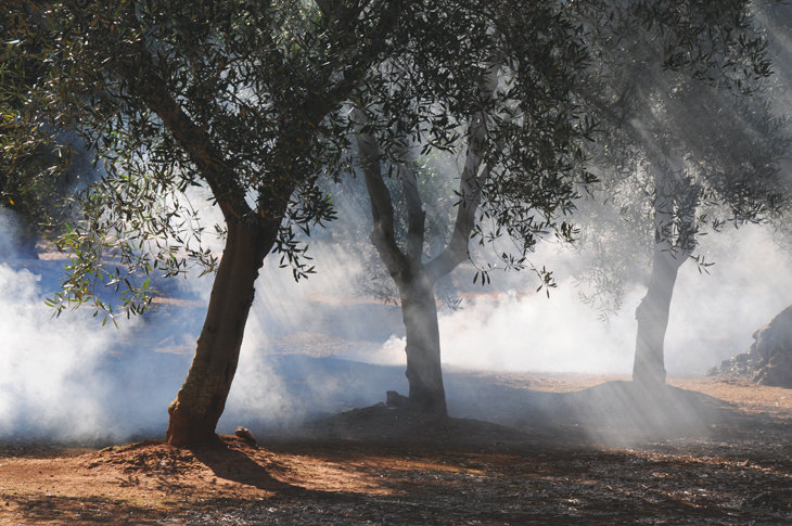 Una regolare manutenzione e cura del campo, secondo molti esperti, potrebbe debellare il batterio killer e salvaguardare gli oliveti.