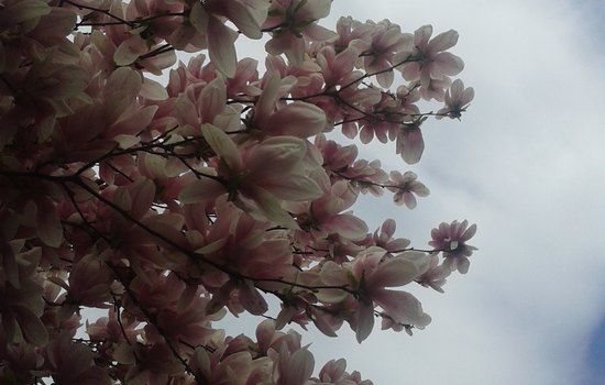 Magnolia in Primavera 