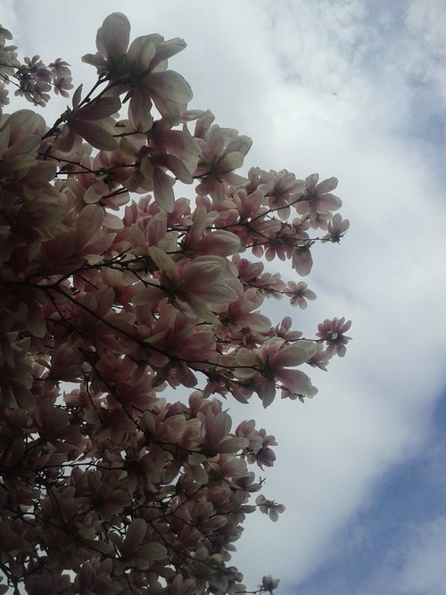 Magnolia in Primavera 