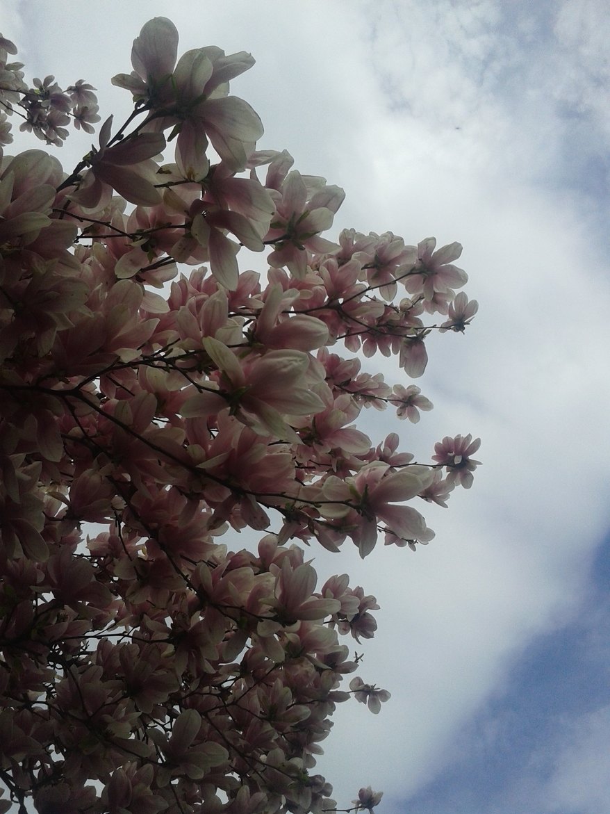 Magnolia in Primavera 