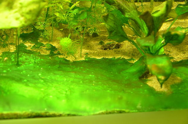 Biofilm in formazione