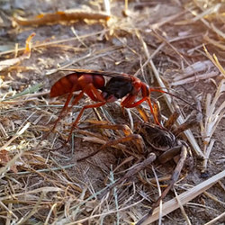 Clistopyga crassicaudata 