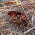 Clistopyga crassicaudata 