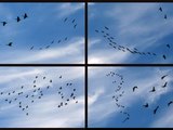 fly-on-line