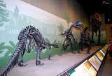 visit-museum-natural-history