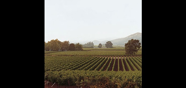 Vineyard 