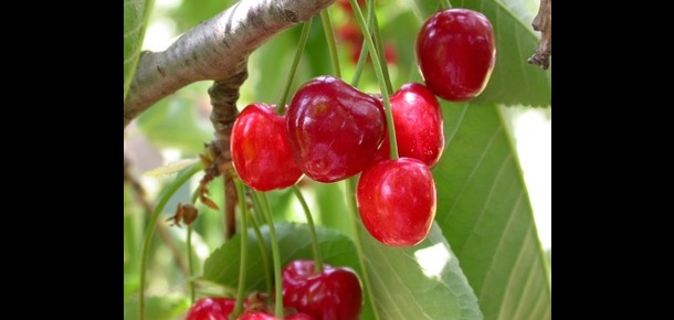 Cherries 