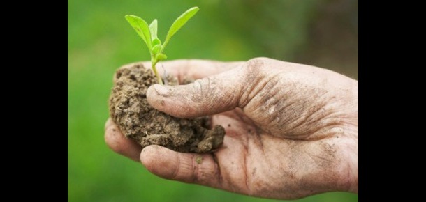 Organic Farming 