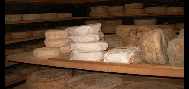 Cheese 