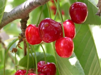 Cherries