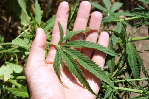 Una pianta di marijuana 