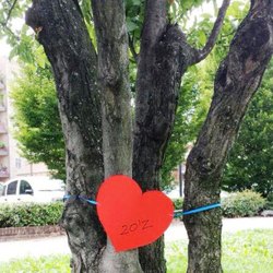 Salvi gli alberi di piazza Tevere 