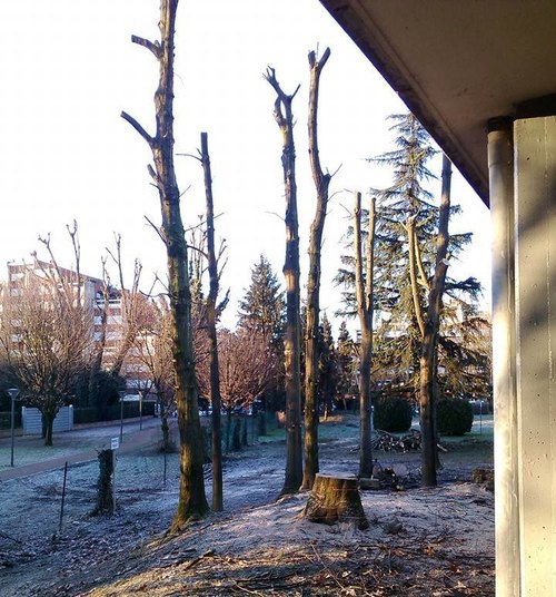 Alcuni degli alberi capitozzati a San Bovio 