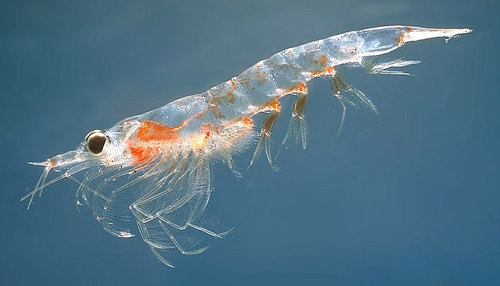Krill nordico: Meganyctiphanes norvegica 