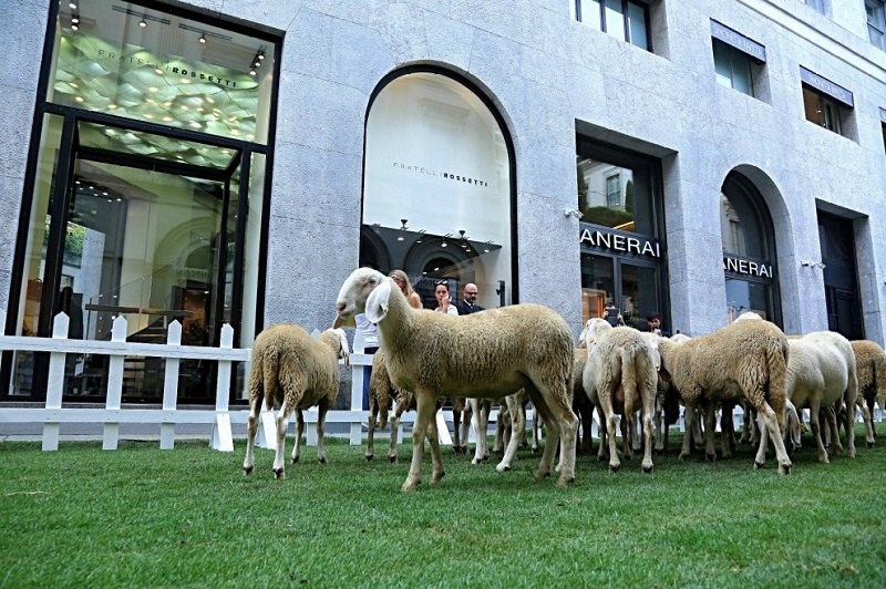 Le pecore nella via della moda milanese 