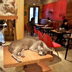 I Cat Cafè, una moda orientale che ha conquistato il mondo 