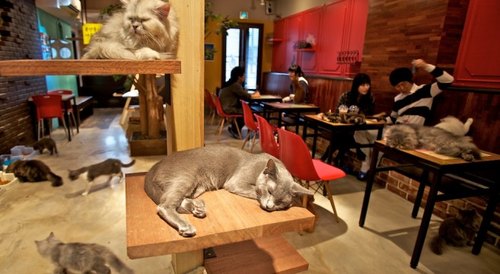 I Cat Cafè, una moda orientale che ha conquistato il mondo 