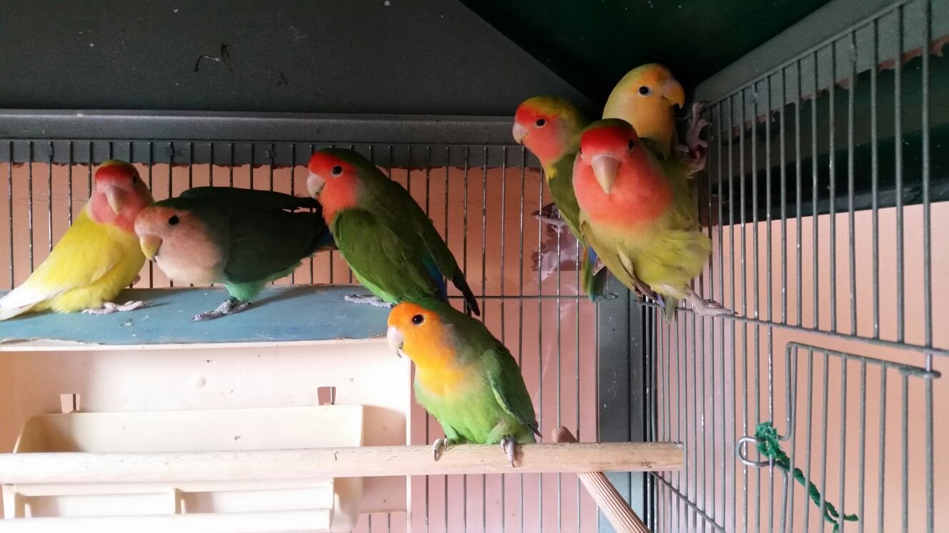 Piccoli Amici: conosciamo i papagallini “inseparabili”, del genere
