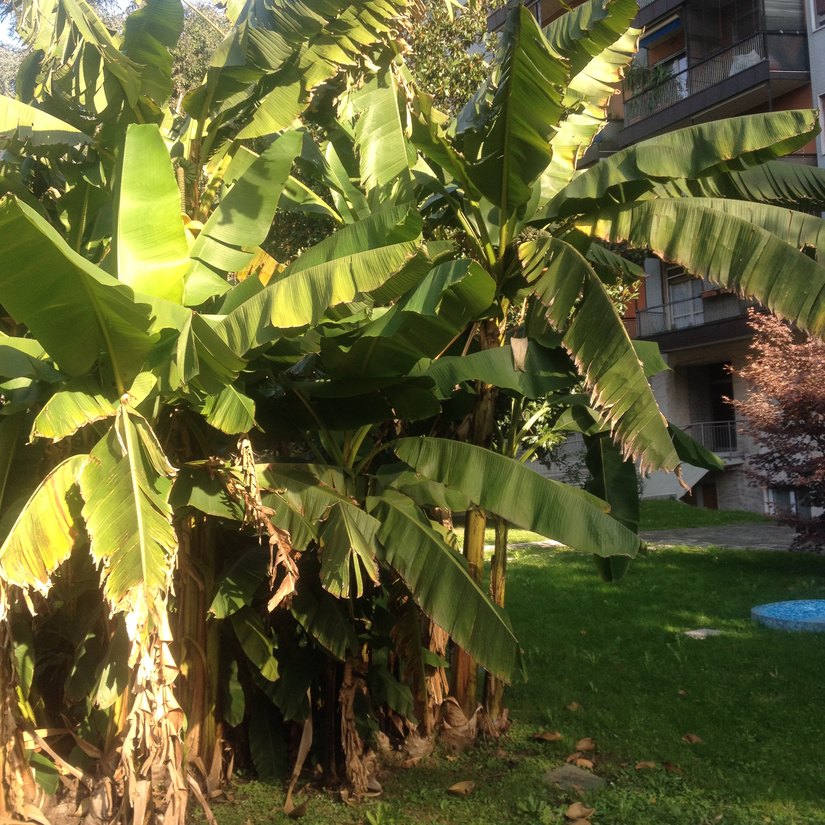 Un banano in un cortile milanese 
