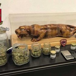 I vasetti di marijuana sequestrati a casa del giovane paullese dalla polizia 
