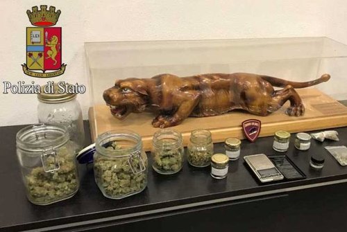 I vasetti di marijuana sequestrati a casa del giovane paullese dalla polizia 