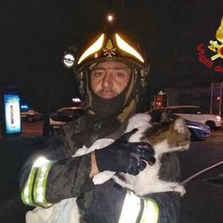 Un vigile del fuoco trae in salvo uno dei gatti del 53enne 
