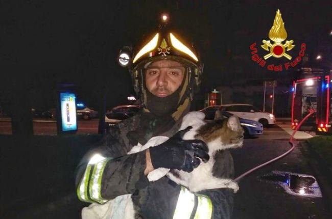 Un vigile del fuoco trae in salvo uno dei gatti del 53enne 