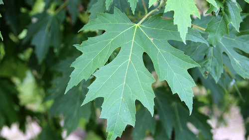 Acer saccharinum 