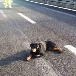 Un cane abbandonato in autostrada 