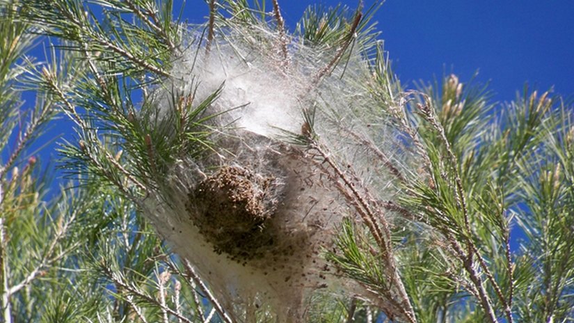 I nidi della Processionaria del pino 